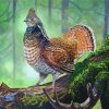 Ruffed Grouse Bird Diamond Paintings