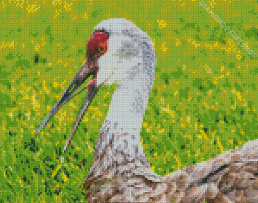 Sandhill Crane Diamond By Paintings