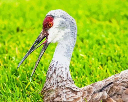 Sandhill Crane Diamond By Paintings