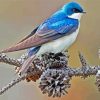 Swallow Bird Diamond Paintings