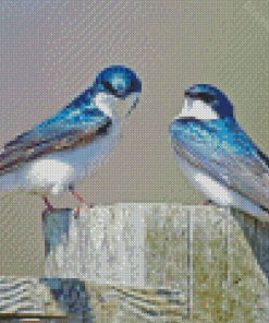 Adorable Swallow Birds Diamond Paintings