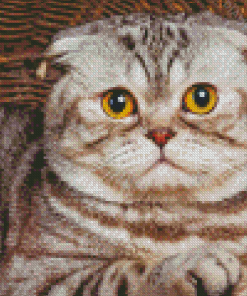 Cute Fold Ear Cat Diamond Paintings