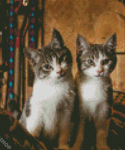 Adorable Two Kitties Diamond Paintings