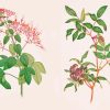 Botanical Plants Diamond Paintings