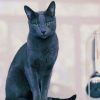 Russian Grey Cat Diamond Paintings