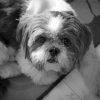 Monochrome Shih Tzu Puppy Diamond Paintings