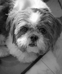 Monochrome Shih Tzu Puppy Diamond Paintings