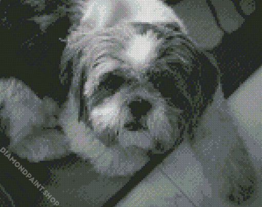 Monochrome Shih Tzu Puppy Diamond Paintings