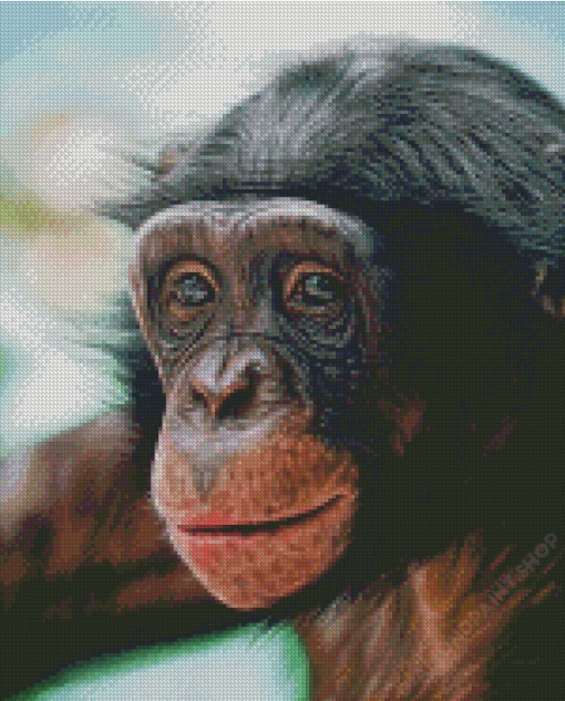 Bonobo Monkey Diamond Paintings