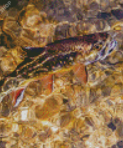 Broun Trout Art Diamond Paintings