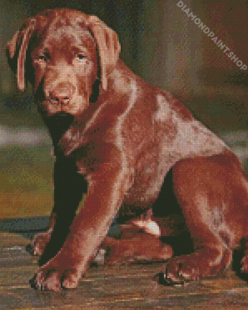 Chocolate Labrador Puppy Diamond By Paintings