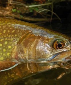 Close Up Brown Trout Diamond Paintings