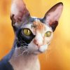 Hairless Kitty Diamond Paintings