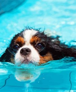 Little Dog In Pool Diamond Paintings