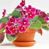 African Violets RosesDiamond Paintings