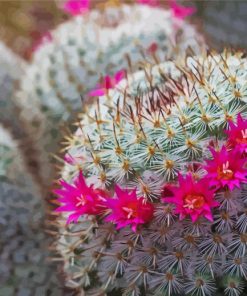 Flowers Cactus Diamond Paintings