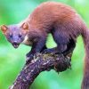 Wild Marten Diamond Paintings