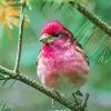 Adorable Purple Finch Diamond Paintings