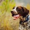 Shorthaired Pointer Puppy Diamond Paintings