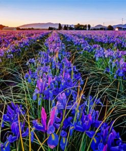 Iris Flower Field Diamond Paintings