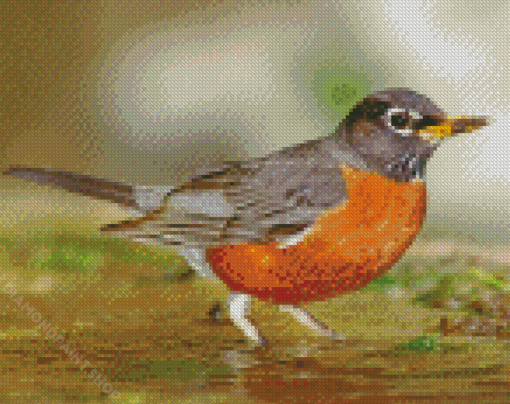 Robin Bird Diamond Paintings