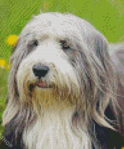 Bearded Collie Dog Diamond Paintings