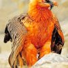 Bearded Vulture Bird Diamond Paintings