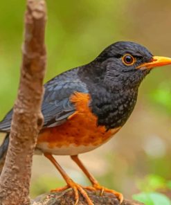 Izu Thrush Bird Diamond Paintings