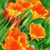 California Poppies Art Diamond Paintings