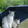 Cats Under Umbrella Diamond Painting