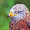 Close Up Red Kite Diamond Paintings