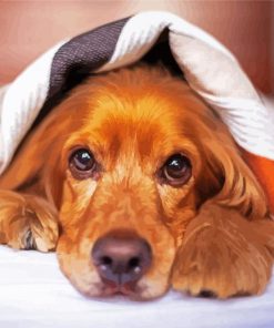 Cocker Dog With Blanket Diamond Paintings