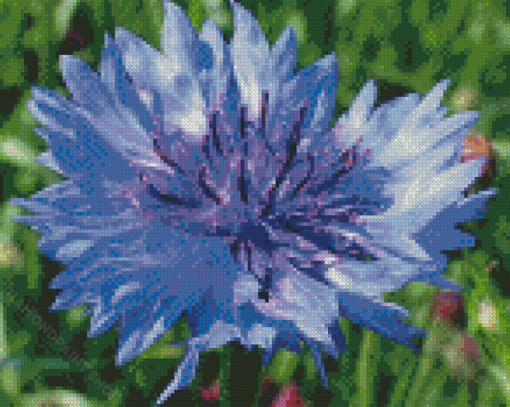 Corn Flower Diamond Paintings