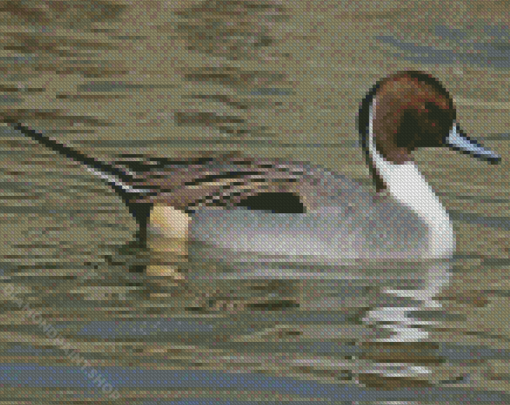 Cute Northen Pintail Diamond Paintings