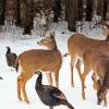 Deer And Turkeys In Snow Diamond Paintings