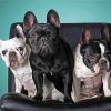 French Terriers Diamond Paintings