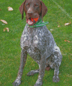 German Shorthaired Pointer Diamond Paintings