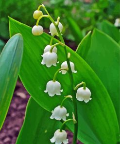 Lilly Of The Valle Diamond Paintings