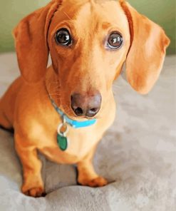 Red Dachshund Diamond Paintings