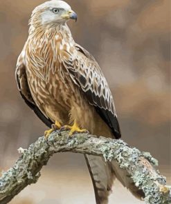 Red Kite On A Branche Diamond Paintings