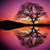 Tree Reflection Silhouette Diamond Paintings