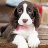 Springer Spaniel Diamond Paintings