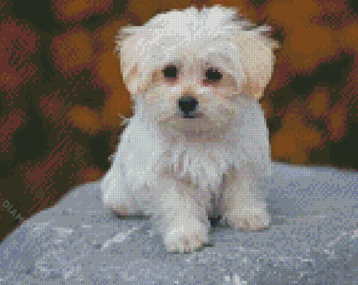 Adorable Maltese Dog Diamond Paintings