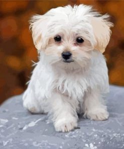 Adorable Maltese Dog Diamond Paintings