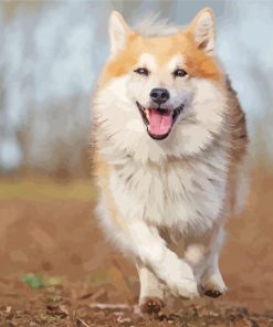 Iceland Sheepdog Diamond Paintings