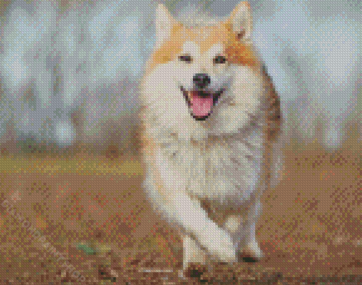 Iceland Sheepdog Diamond Paintings