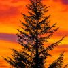 Balsam Fir Tree Silhouette Diamond Paintings