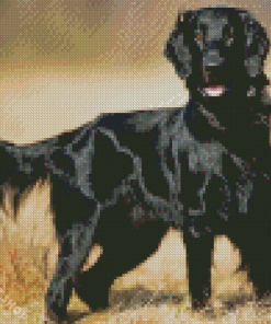 Black Flat Coated Retriever Diamond Paintings