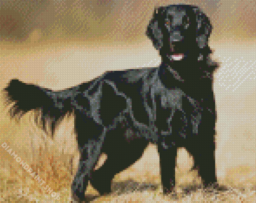 Black Flat Coated Retriever Diamond Paintings