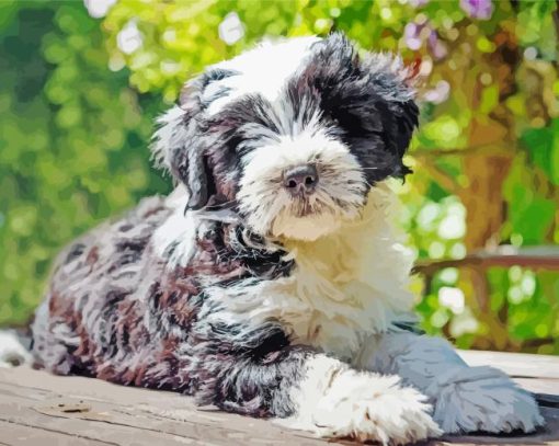 Black And White Tibetan Terrier Animal Diamond Paintings